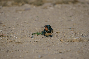 Barn Swallow (Hirundo rustica) perched on sand ground
