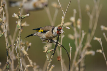 European Goldfinch (Carduelis carduelis) perched on a tree branch