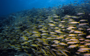 Fototapeta na wymiar A large school of Yellowfin goatfish (Mulloidichthys vanicolensis) swimming together over the reef filling the frame