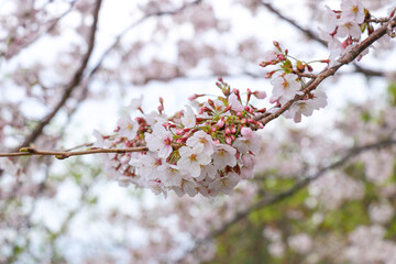 cherry blossoms