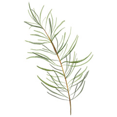 Green Evergreen Tree Fir Pin Foliage Elements Christmas Clipart PNG