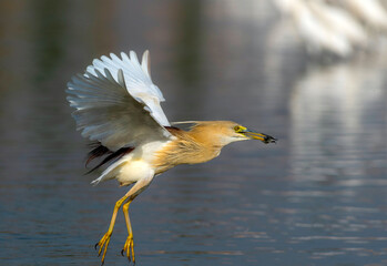 bird with prey, pond heron with preyed fish , Indian pond heron diving for hunting fish, The Indian pond heron or paddybird is a small heron. It is of Old World origins, breeding in south Asia 
