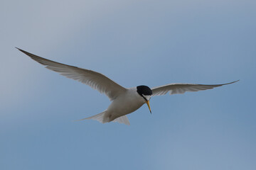 Little tern