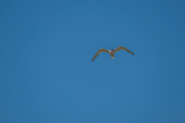 Common Tern (Sterna hirundo) flying in the blue sky
