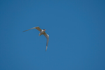 Common Tern (Sterna hirundo) flying in the blue sky