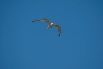 Common Tern (Sterna hirundo) flying in the blue sky