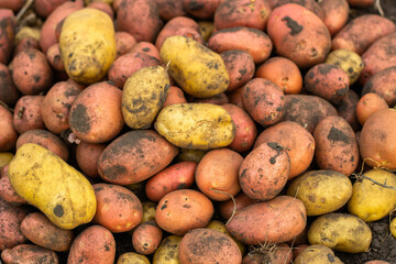 potatoes