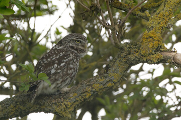 Little owl