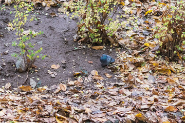 Two pigeons are looking for food in the leaves