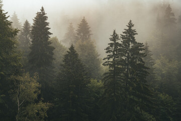 drzewa we mgle - obrazy, fototapety, plakaty