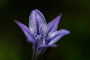 campanula
