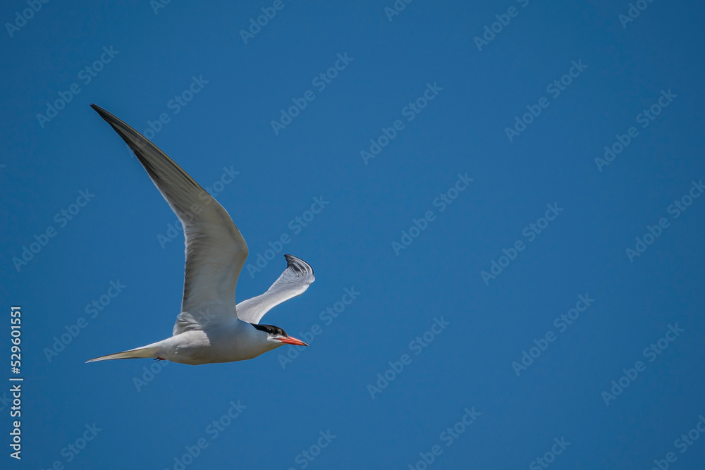 Wall mural common tern (sterna hirundo) flying in the blue sky