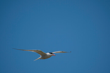 Common Tern (Sterna hirundo) flying in the blue sky