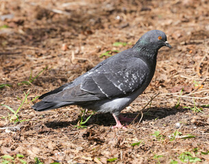 Fototapeta premium Adult, blue pigeon in the park on the grass close-up on a sunny day. A pigeon on the grass in the park on a spring day. Animals and birds in an urban environment. Nature.