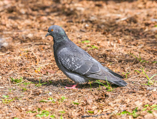 Adult, blue pigeon in the park on the grass close-up on a sunny day. A pigeon on the grass in the park on a spring day. Animals and birds in an urban environment. Nature.