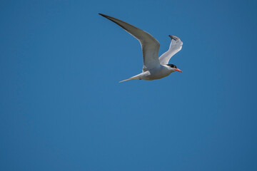 Common Tern (Sterna hirundo) flying in the blue sky