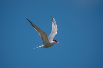 Common Tern (Sterna hirundo) flying in the blue sky
