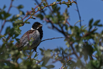 Male Reed Bunting