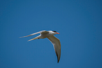 Common Tern (Sterna hirundo) flying in the blue sky