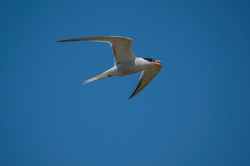 Fototapeta na wymiar Common Tern (Sterna hirundo) flying in the blue sky