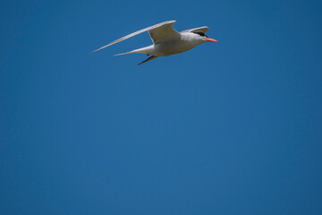 Common Tern (Sterna hirundo) flying in the blue sky