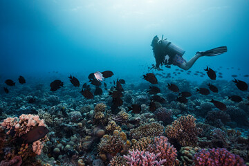 Fototapeta premium A scuba diver swimming over the vibrant reef holding an action camera looking at a school of fish in the distance