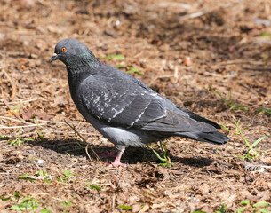 Adult, blue pigeon in the park on the grass close-up on a sunny day. A pigeon on the grass in the park on a spring day. Animals and birds in an urban environment. Nature.