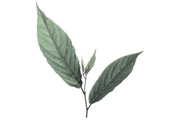 Green leaf Cananga odorata