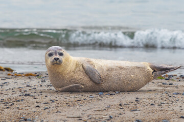 Phoca vitulina - Harbor Seal - on the beach and in the sea on the island of Dune in Germany. Wild foto. © Roman Bjuty