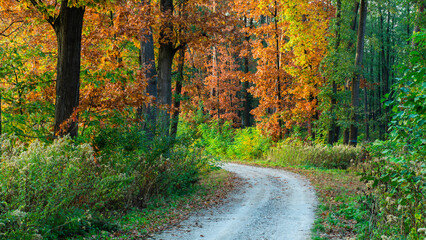 Jesienna leśna droga © KrzysztofAleksander