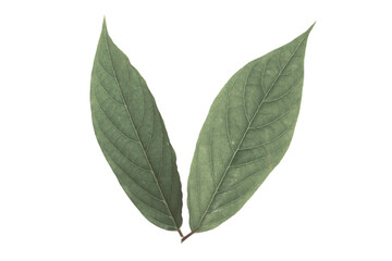 Obraz premium Green leaf Cananga odorata