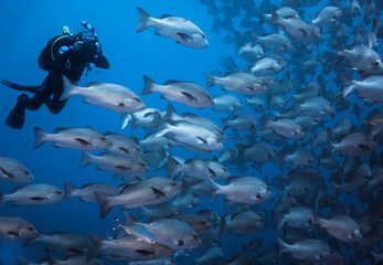An underwater photographer taking pictures of a large school of Snapper fish