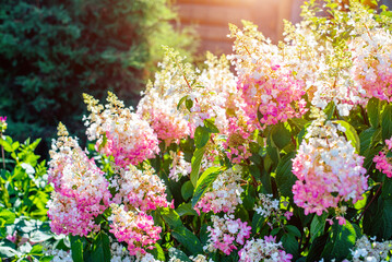 Obraz premium White-pink lilac on a green natural background 