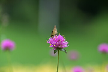 センニチコウの蜜を吸っているイチモンジセセリ