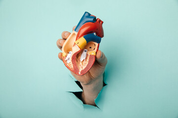 Hand holding heart organ through a hole in a blue background