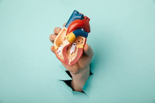 Hand Holding Heart Organ Through A Hole In A Blue Background