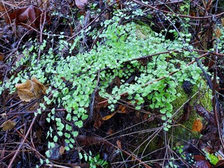 autumn leaves in the forest