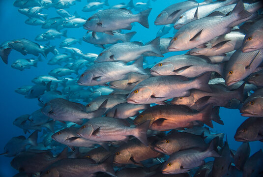 Close up of a large school of Twinspot snapper fish