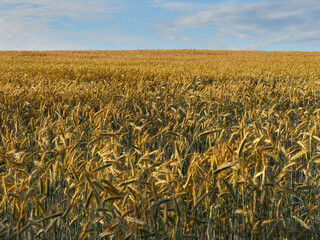 Beer barley lit by the sun. A field with cereals.