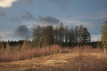 Obraz premium Gribskov in Denmark near Kagerup in winter 2019