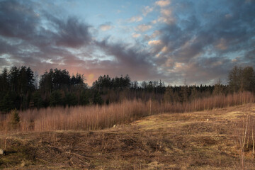 Fototapeta premium Gribskov in Denmark near Kagerup in winter 2019