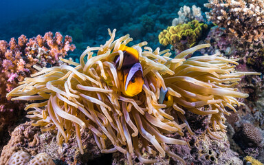 Naklejka na ściany i meble Close up of Red Sea anemonefish (Amphiprion bicinctus) hiding in their large anemone on the reef