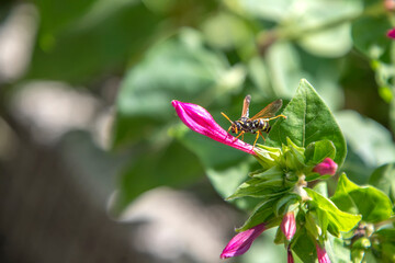 Close up of one danger wasp. Blurred background