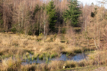 Gribskov in Denmark near Kagerup in winter 2019