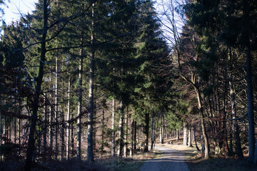 Gribskov in Denmark near Kagerup in winter 2019