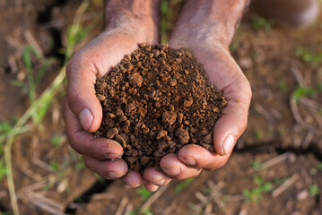 Farmers' expert hands check soil health before planting vegetable seeds or seedlings. Business idea or ecology.