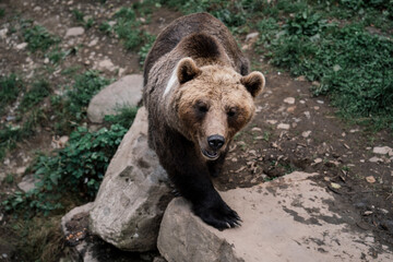 portrait of a bear walking through the forest