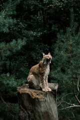 Iberian lynx yawning on top of a tree trunk in the middle of the forest. © Beatriz