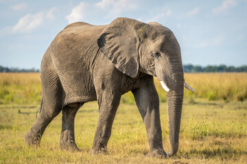 Fototapeta na wymiar African bush elephant crosses grassland in sunshine