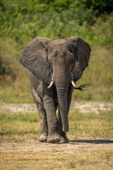 Fototapeta na wymiar African bush elephant crosses grass in sunshine